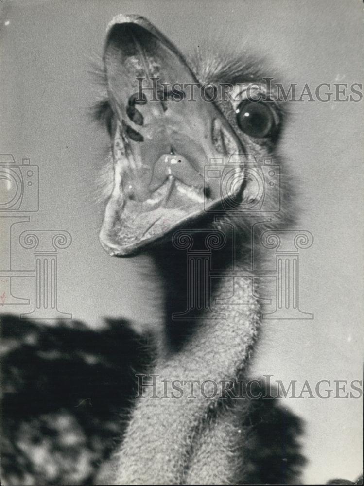 Press Photo Bird opening its mouth - Historic Images