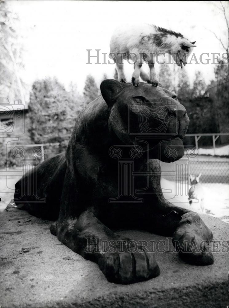 1974 Press Photo Tiger cast in bronze byHansjorg Wagner. at Munich zoo - Historic Images