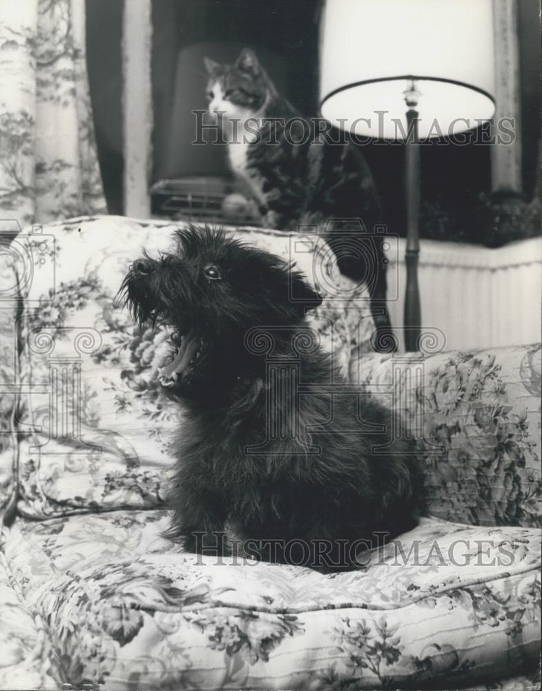 Press Photo The world's riches dog - Historic Images