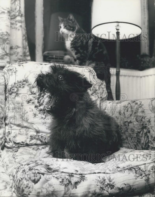 Press Photo The world's riches dog - Historic Images