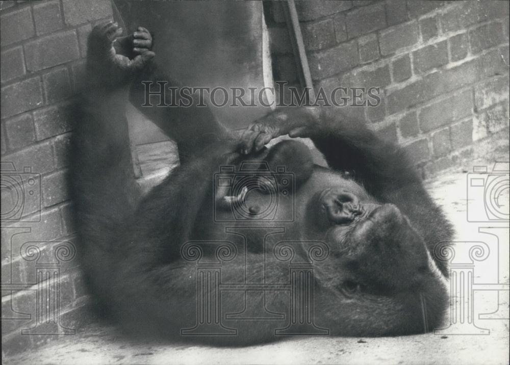 1976 Press Photo Gorilla Mother Holding Newborn Salome London Zoo - Historic Images