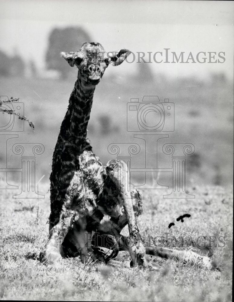 Press Photo New Born giraffe tries to stand for the fist time - Historic Images