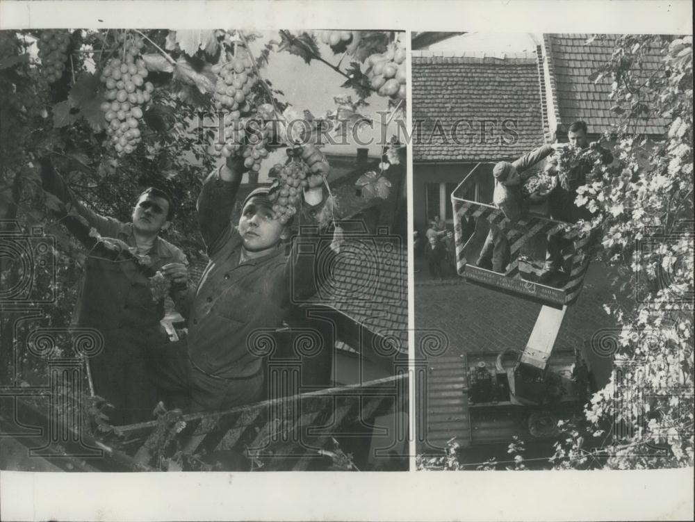 1965 Press Photo Grape harvesting on the wall of a house in Budapest a vine - Historic Images