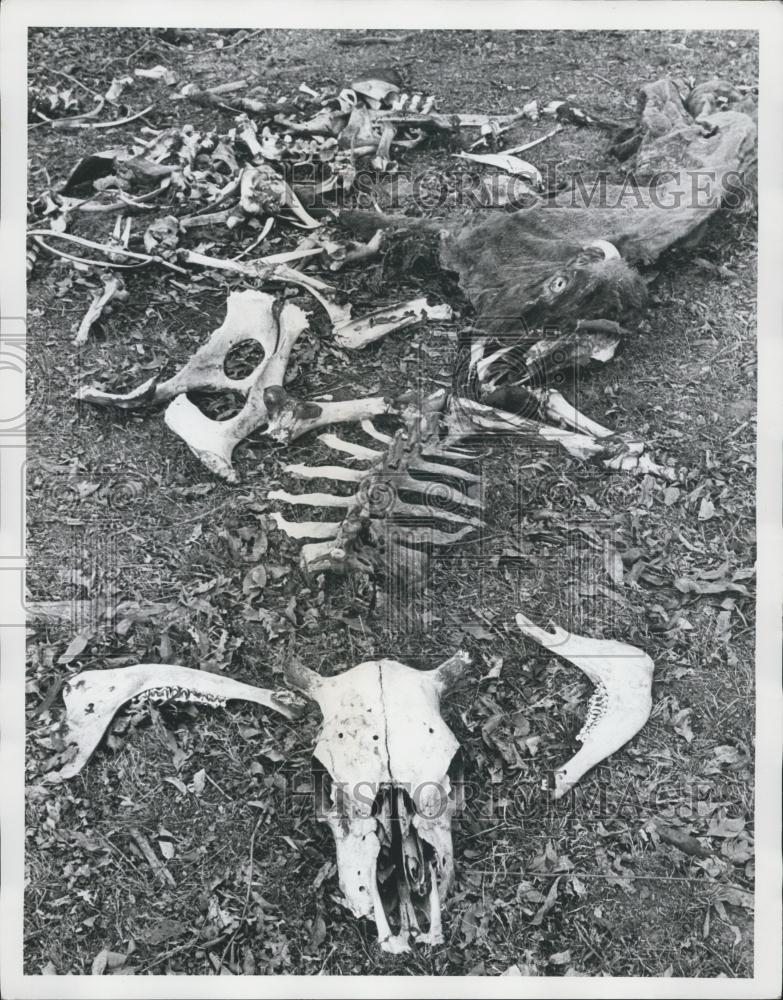 Press Photo New South Wales Drought Cattle Skeletons - Historic Images