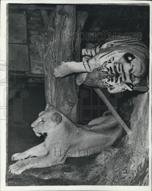 1961 Press Photo Belgrade zoo,lioness and a young tiger - Historic Images