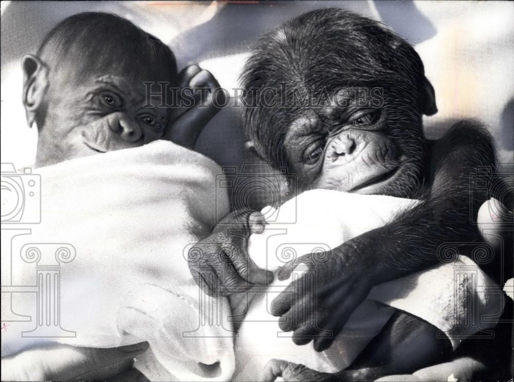 1977 Press Photo Chimpanzee Twins are Born at the Duisburg Zoo Julius &amp; Juliane - Historic Images