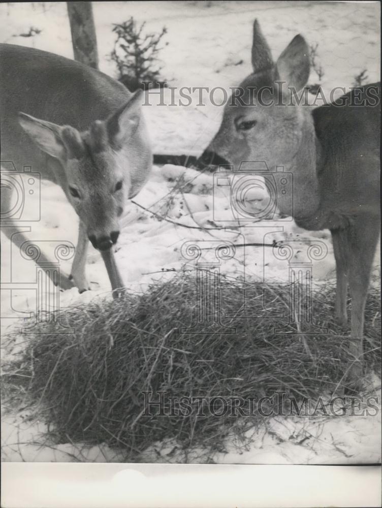 Press Photo Two deer enjoy some food - Historic Images