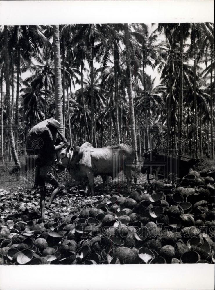 Press Photo Coconuts Sacked &amp; Loaded On Plantations - Historic Images