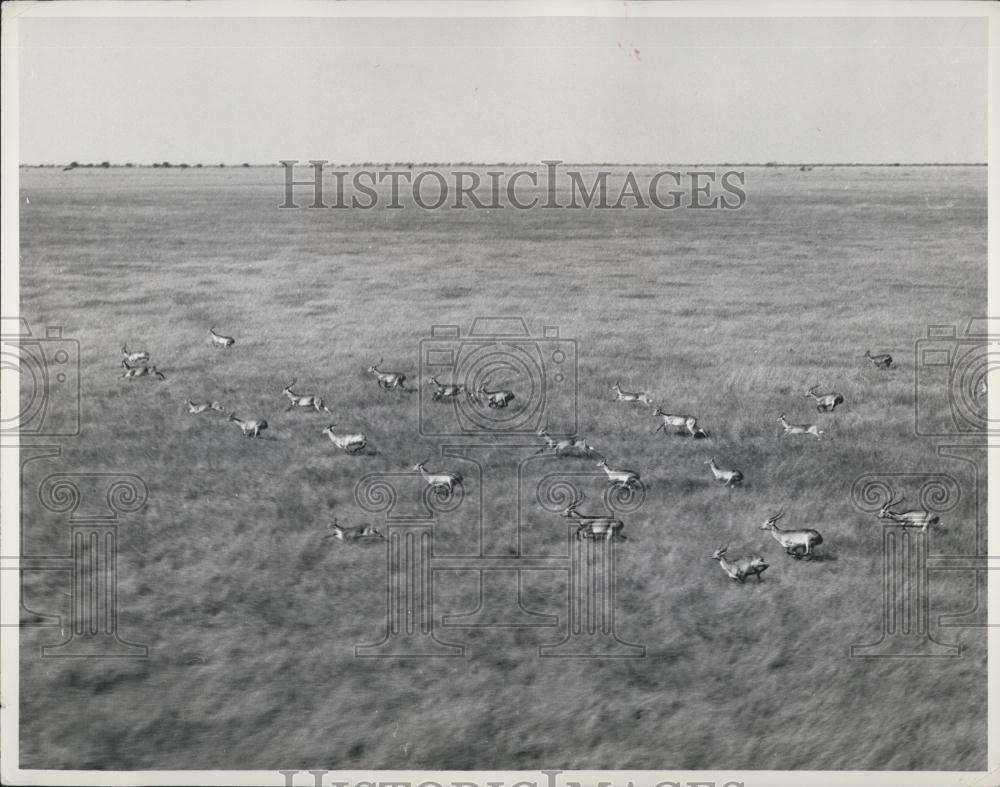 Press Photo Zambia- Lachwe Antelopes Herd Running in Field Africa - Historic Images