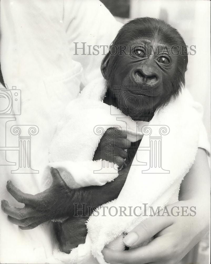 Press Photo Gorilla baby at Jersey Zoo - Historic Images