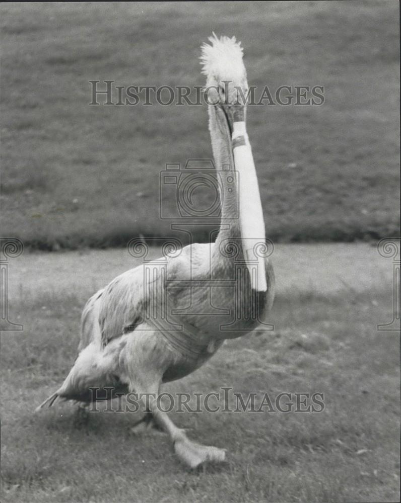 Press Photo Percil the pelican after surgery - Historic Images