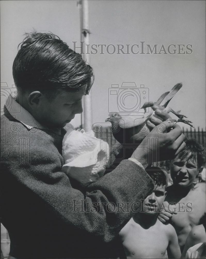Press Photo John Swindells Two Pet Carrier Pigeons Sends Messages To Home - Historic Images