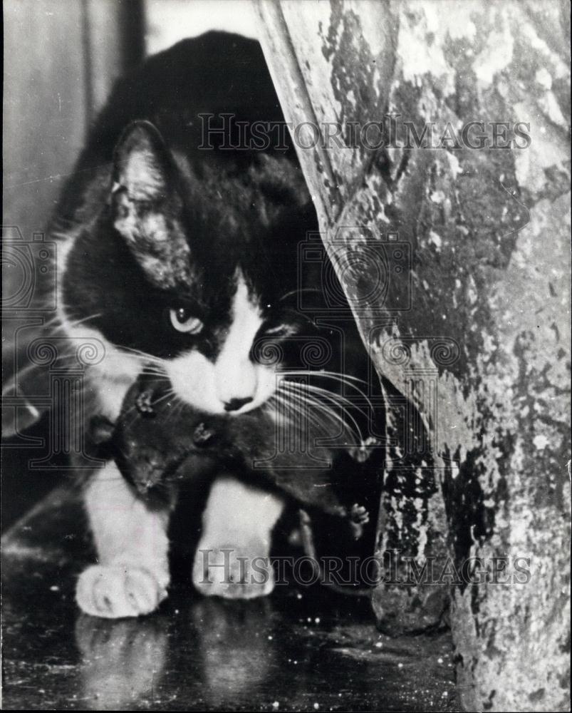 Press Photo Buenos Aires rat infestation - Historic Images