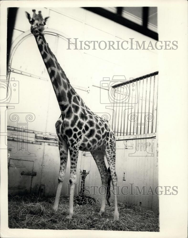 1954 Press Photo London zoo&#39;s new Baby. Chris Giraffe - Historic Images