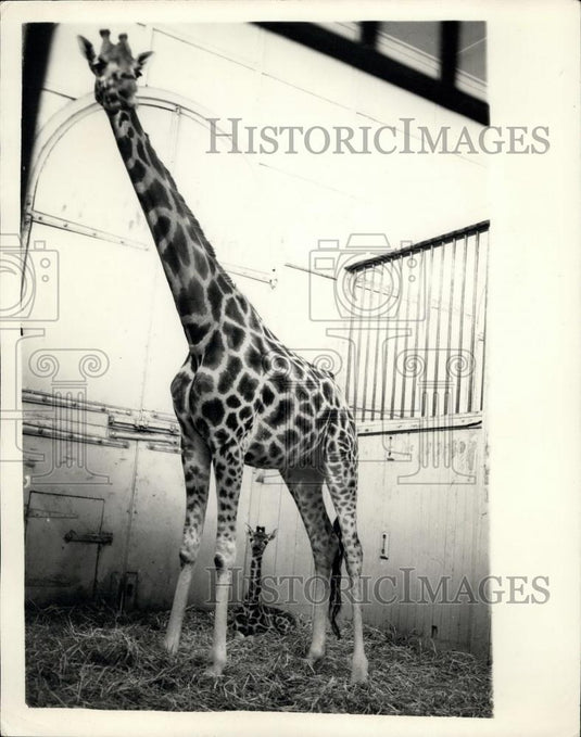1954 Press Photo London zoo's new Baby. Chris Giraffe - Historic Images