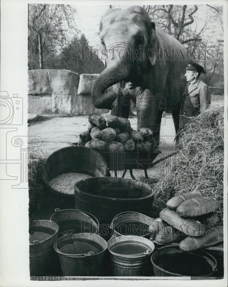 1961 Press Photo Indian Elephant, Hagenbeck Zoo, Hamburg, Germany - Historic Images