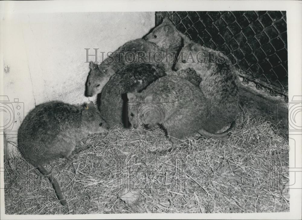 1958 Press Photo Fat-Tailed Wallabies, London Zoo - Historic Images