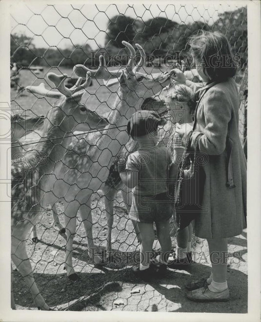 Press Photo Fallow Stag Deer at Whipsnade Zoo - Historic Images