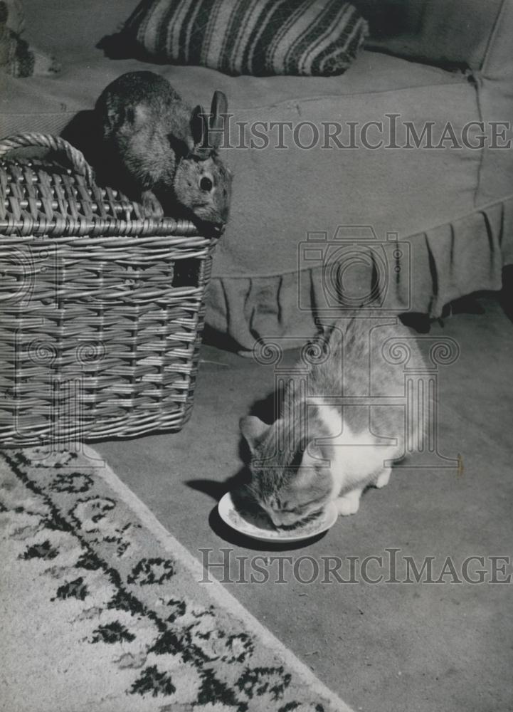 Press Photo Ginger Bunny's on the Basket and cat eats - Historic Images