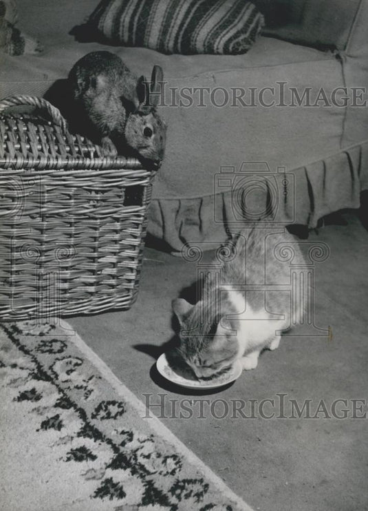 Press Photo Ginger Bunny's on the Basket and cat eats - Historic Images