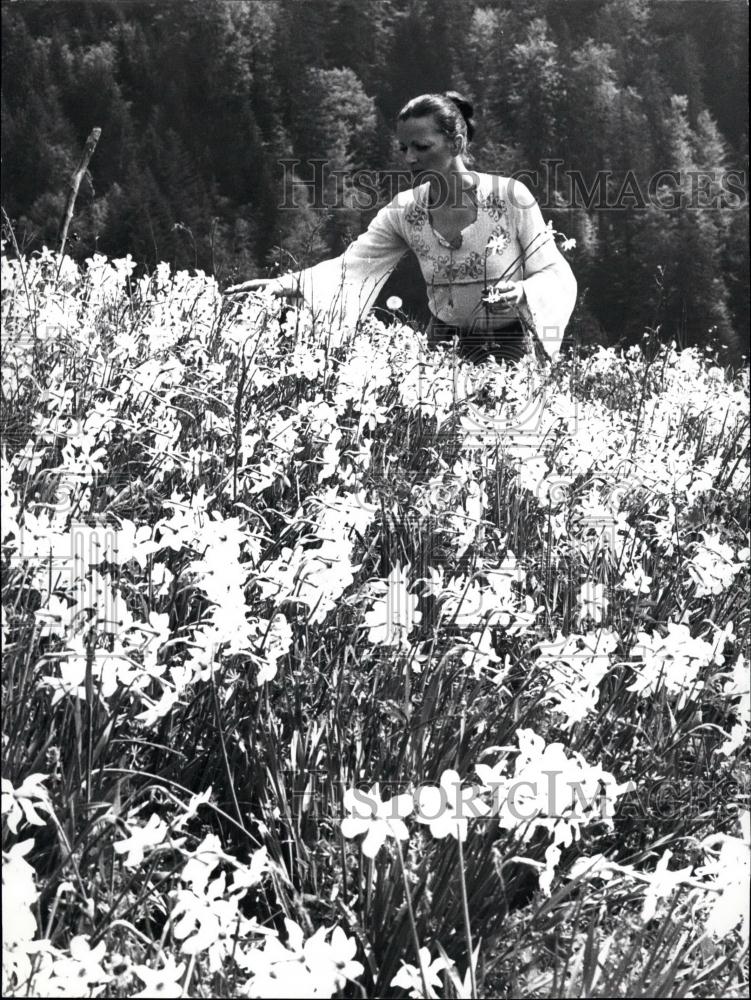 1975 Press Photo Beautiful narcissus-fields - Historic Images