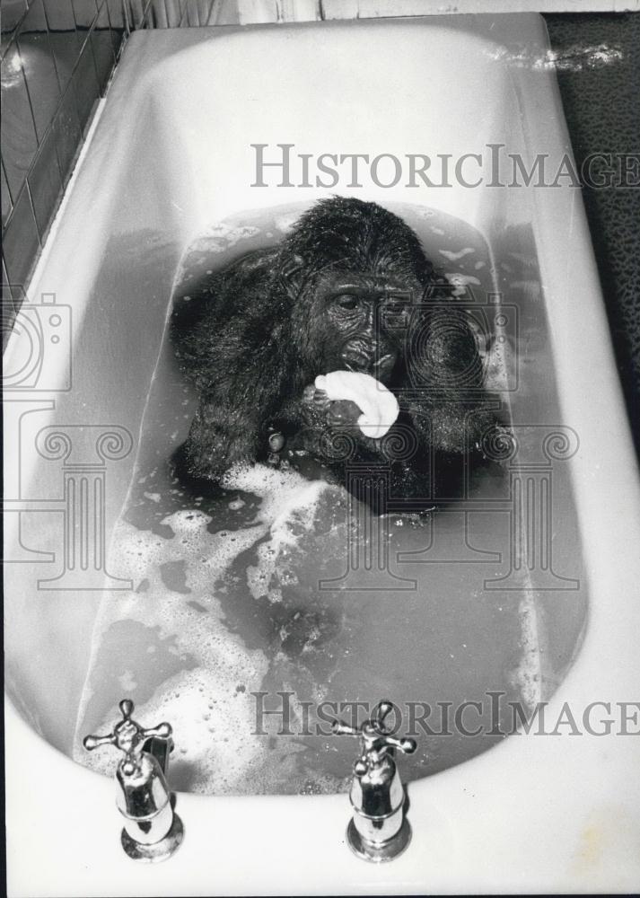 Press Photo Monkey Bathing - Historic Images