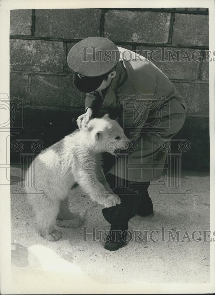 1956 Press Photo New Baby Bear At Whipsnade Zoo - Historic Images