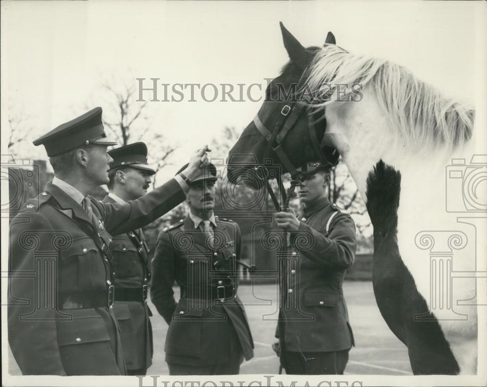 Press Photo four year-old skewbald gelding, has been chosen as the new drum hors - Historic Images