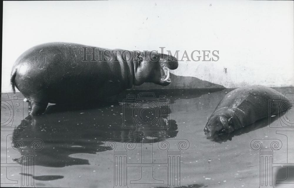1971 Press Photo Pymgy Hippo Parents In Pool At Nairobi Animal Orphanage - Historic Images