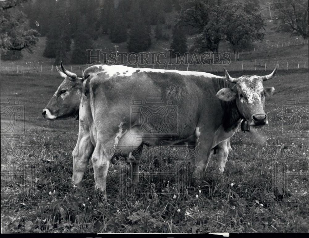 1975 Press Photo A Two-Headed Cow? - Historic Images