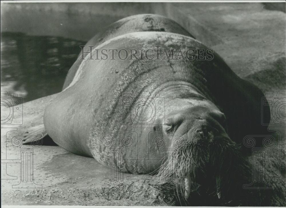 Press Photo Hagenbeck&#39;s Zoo of Hamburg ,sea elephant - Historic Images