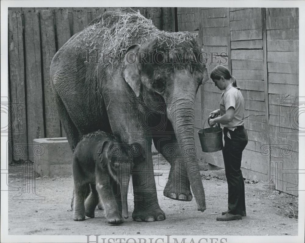 Press Photo Elephants At Feeding Time At Zoo - Historic Images