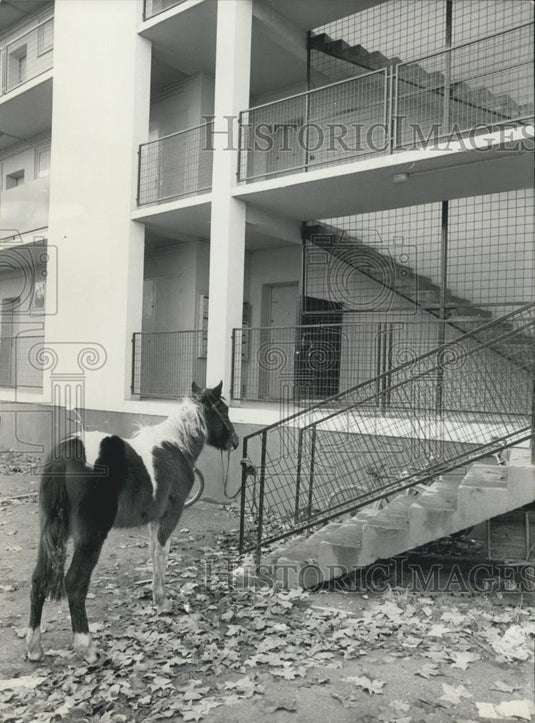 1970 Press Photo Mule outside a Paris Municipal Housing building - Historic Images