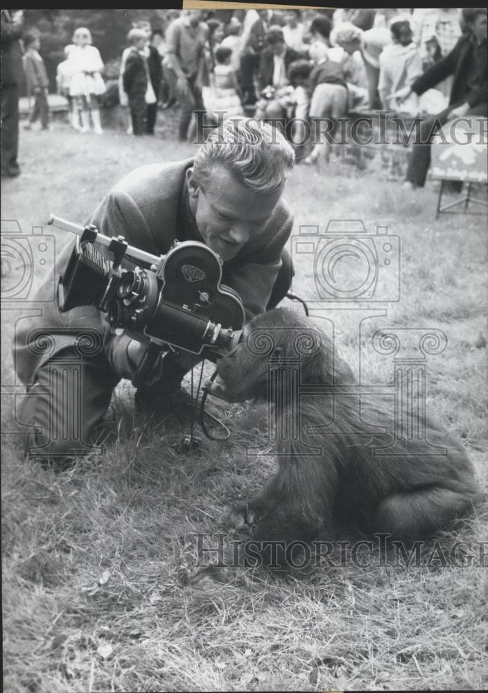 Press Photo Frankfurt Zoo,a baby gorilla and a cameraman - Historic Images