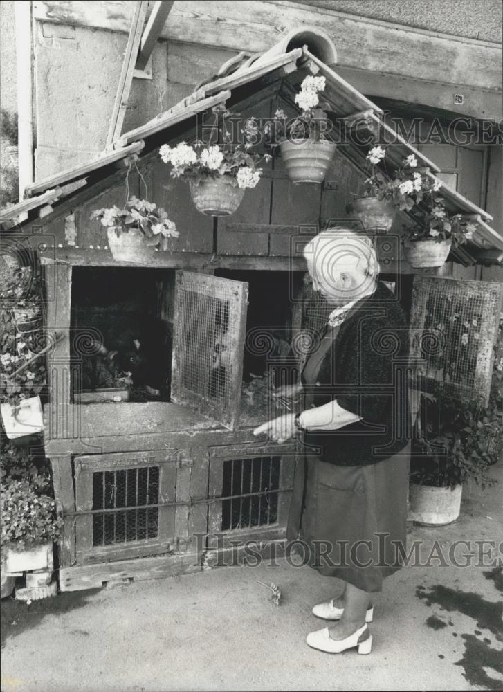 1981 Press Photo Rabbits in Switzerland Love Near Flower Decorated Home - Historic Images