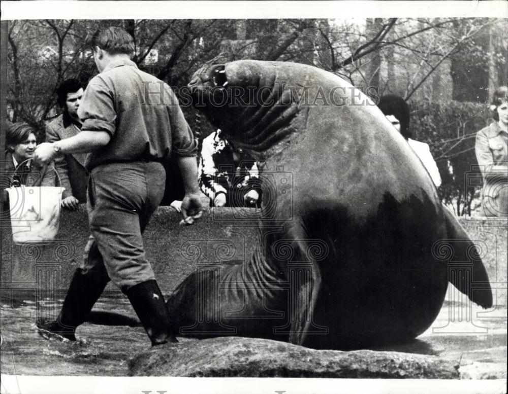 Press Photo Sea elephant at Berlin zoo - Historic Images