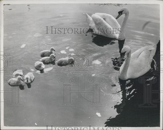Press Photo Swans and their cygnets - Historic Images