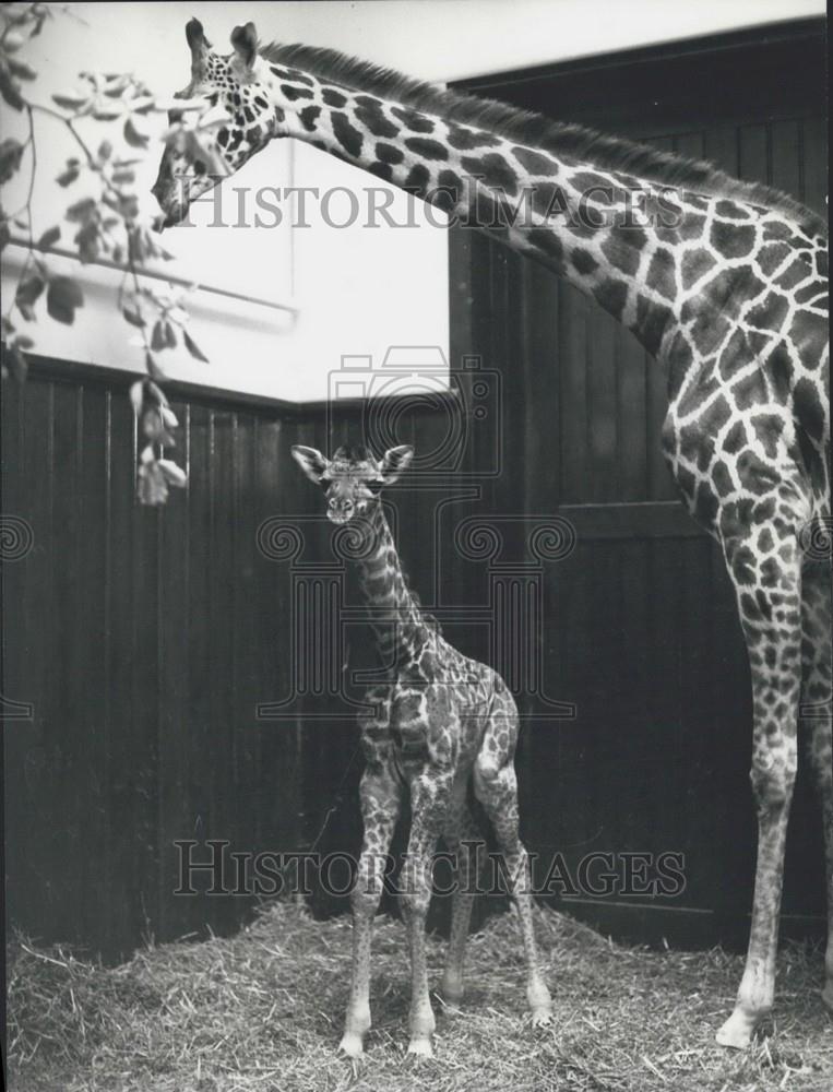 1973 Press Photo Giraffe at Basel zoo - Historic Images