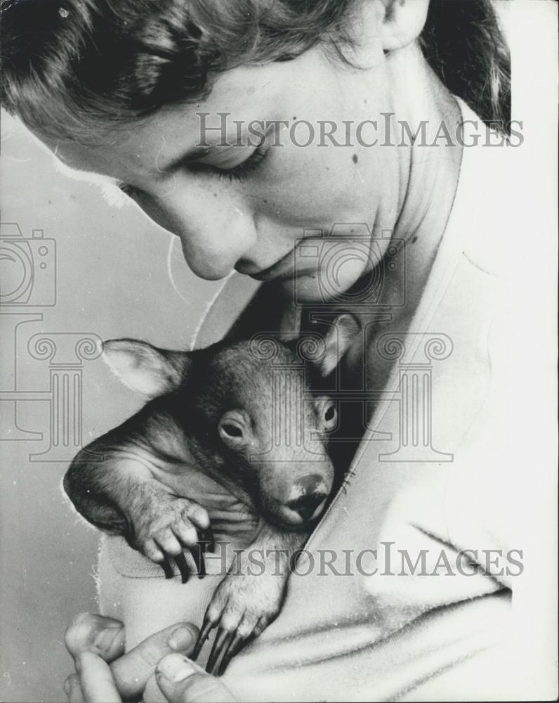 Press Photo baby Wombat had how first taste of City life - Historic Images