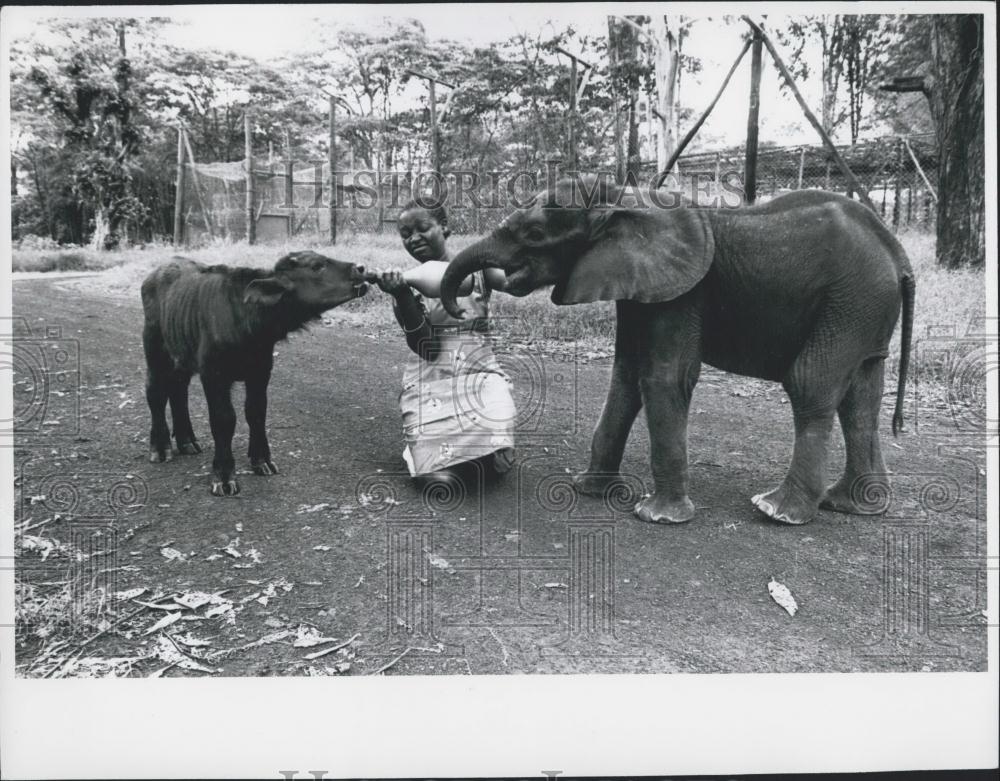 Press Photo Orphan Buffalo and a baby elephant - Historic Images