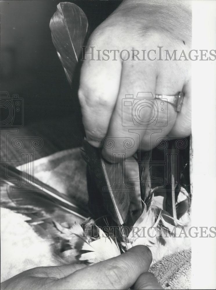 Press Photo Needles Inserted In replacement Feathers To Form Splints And Glued - Historic Images