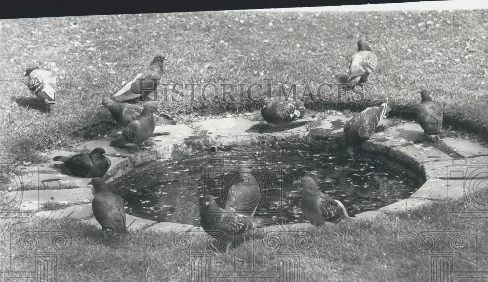 1976 Press Photo Pigeons in London - Historic Images