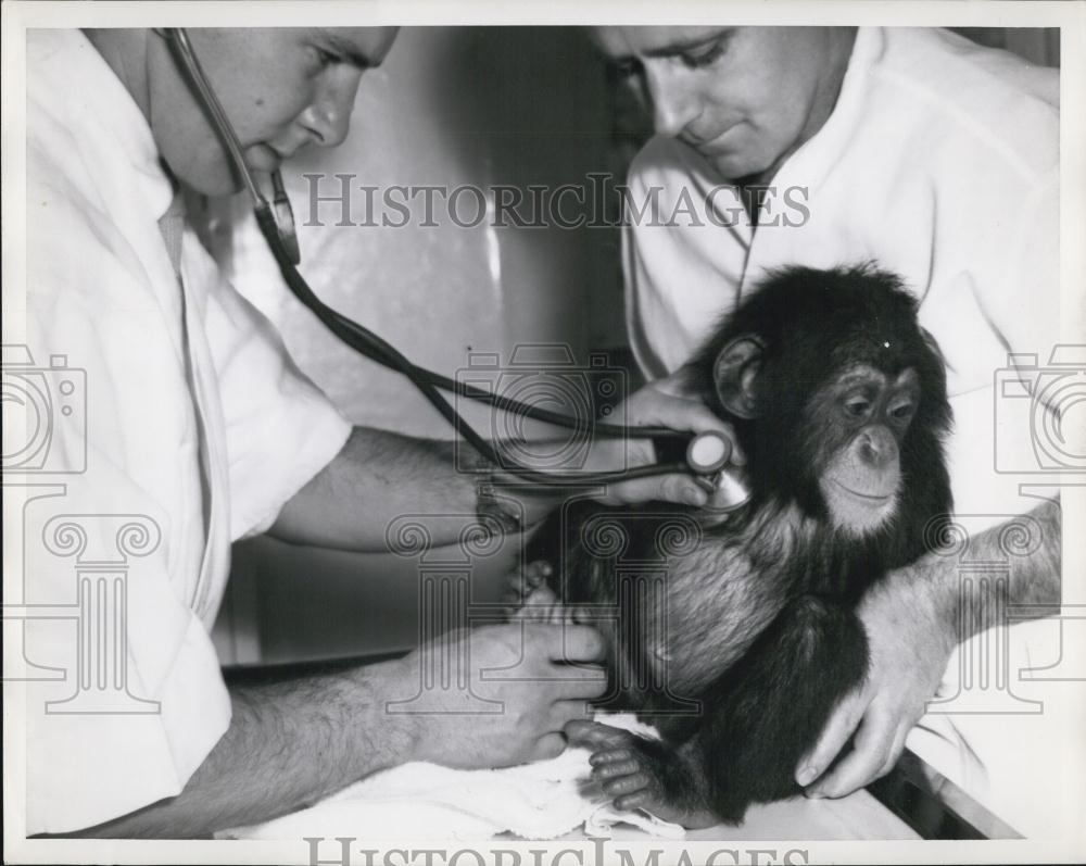 Press Photo Veterinarians Give Baby Chimpanzee A Check Up - Historic Images