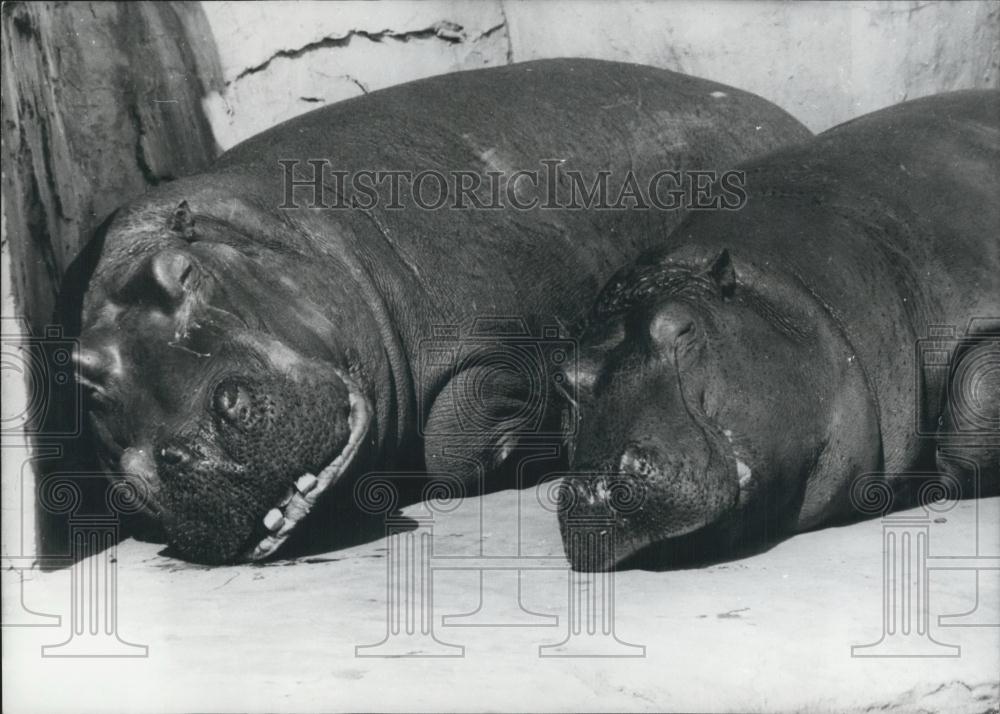 1971 Press Photo 2 Hippos Sleep Side By Side In Tokyo Zoo - Historic Images