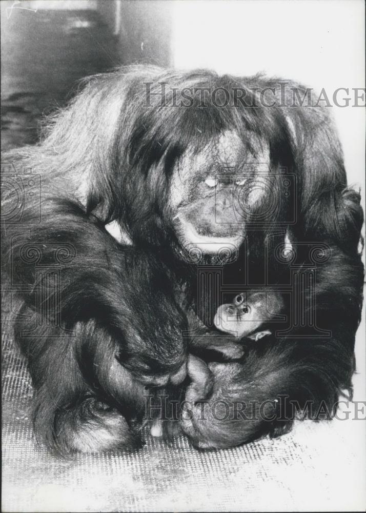 1970 Press Photo Evi, The Female Orang-Outang, Takes Care Of Her Baby - Historic Images