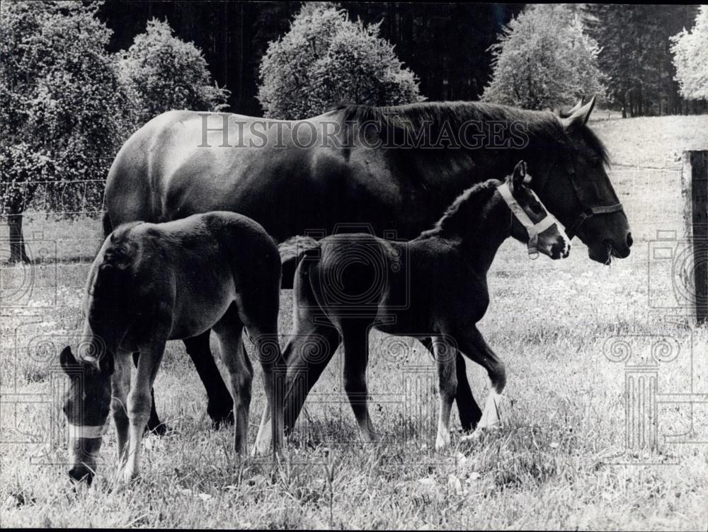 Press Photo Horse-Twin Born in Zurich - Historic Images