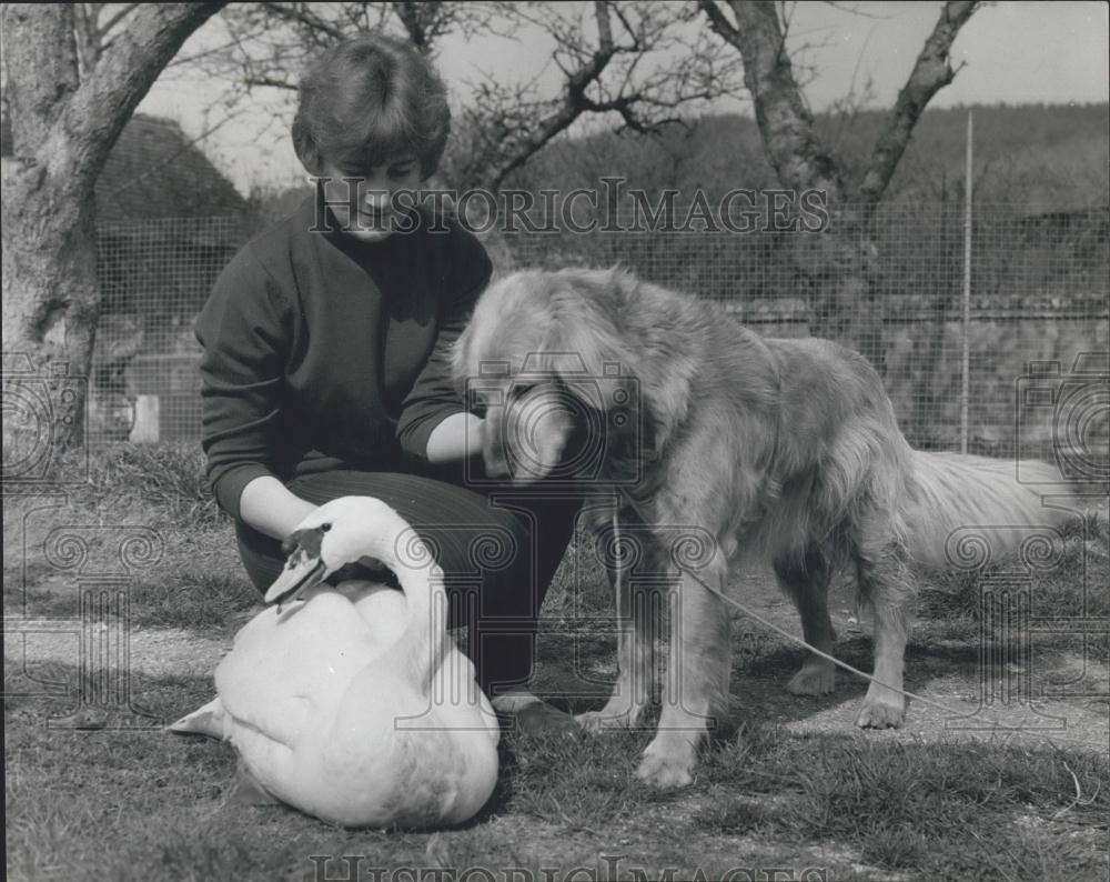 Press Photo &#39;Lucifer&#39; the blind swan &amp; Jean Rubenis and her dog - Historic Images