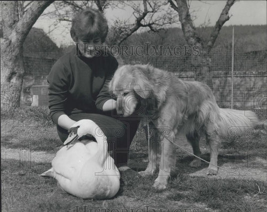 Press Photo 'Lucifer' the blind swan & Jean Rubenis and her dog - Historic Images