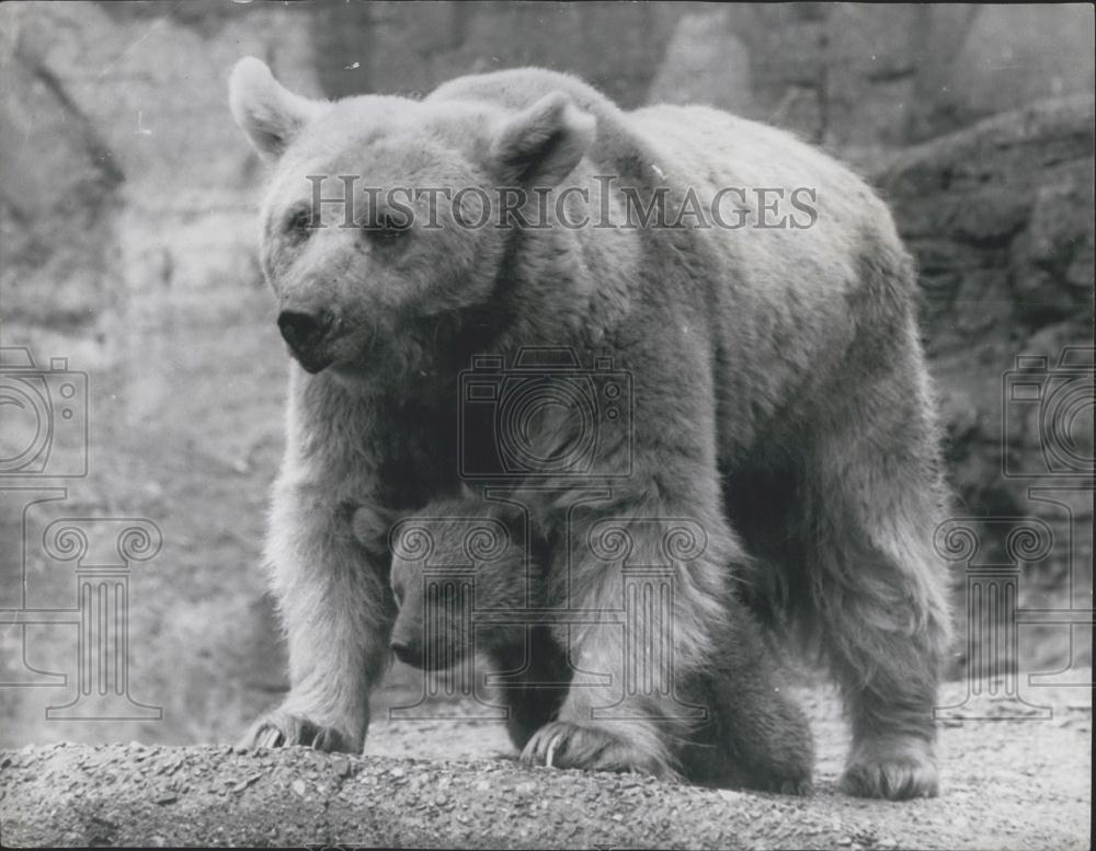 1965 Press Photo London Zoo,Winnie the bear and cub Bustle - Historic Images