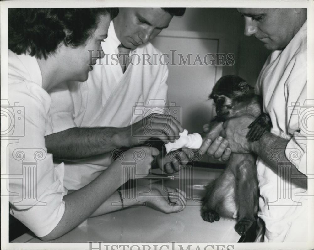 Press Photo Veterinarians Putting Cast On Arm Of Monkey - Historic Images
